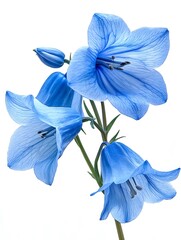 Close up of blue bell flowers, white background