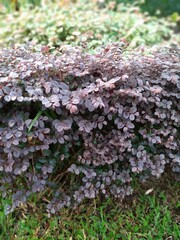 Chinese Fringe Loropetalum or Serut Merah plant grows beautifully in the garden