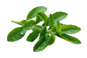 Fresh green stevia leaves with water droplets on black background leaf plant, Isolated On White Background, Png Transparent