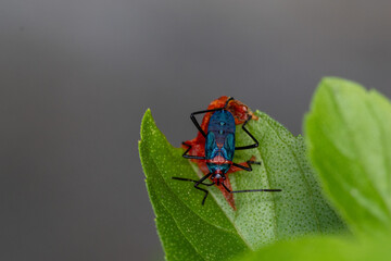 Percevejo-quebra-pedra (Sphictyrtus chrysis)	