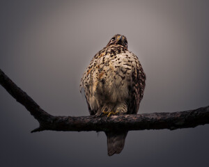 A close-up portrait of a bird of prey perched on a branch against a soft grey background.