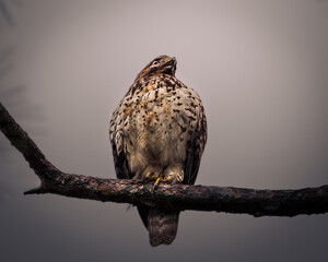 A close-up portrait of a bird of prey perched on a branch against a soft grey background.
