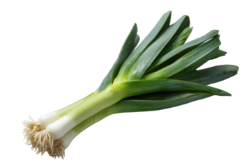 Two fresh green leeks with white bulbs and roots on black background vegetable food