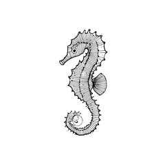 Fototapeta premium Detailed seahorse drawing ocean life marine animal aquatic illustration black and white line art hippocampus design