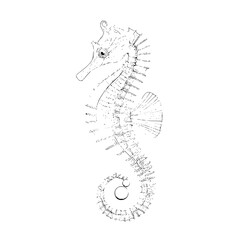 Detailed seahorse drawing marine life ocean hippocampus aquatic animal art illustration sea creature black and white line art