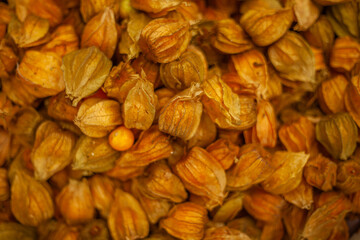Fresh physalis inside their husks