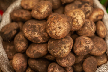 Close-up of dirty russet potatoes inside a sack