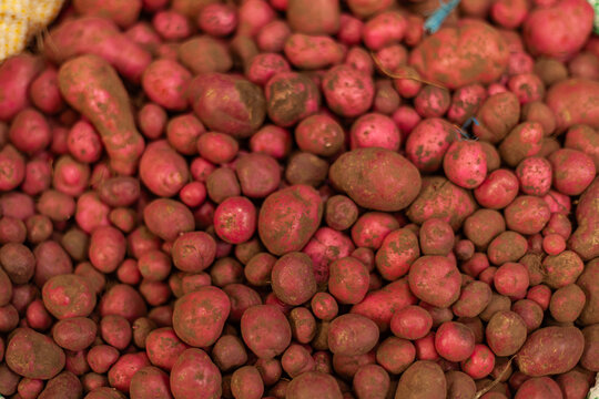 Fresh chuguas stacked in close-up for culinary use