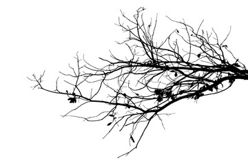Illustration, silhouette of oak branch on transparent background	
