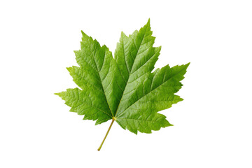 Single bright green maple leaf with serrated edges on black background plant nature