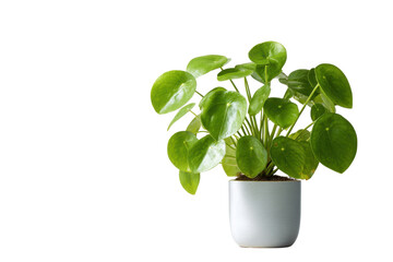 Pilea Peperomioides plant with round green leaves in a white pot on black background image