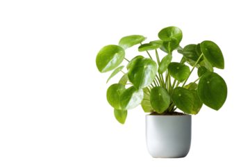 Pilea Peperomioides plant with round green leaves in a white pot on black background image