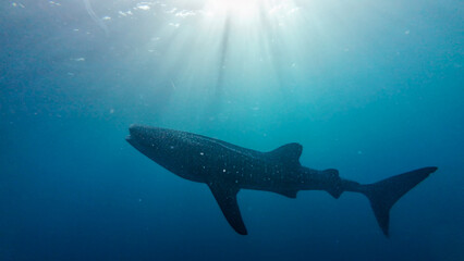 Fototapeta premium Whale shark silhouette 