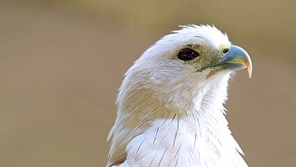 close up of an eagle