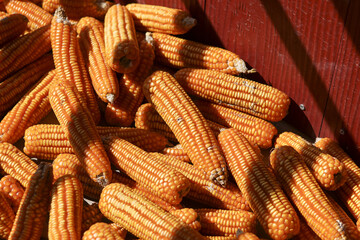 Large pile of yellow corn, bountiful agricultural harvest from rural farm. Natural food crop in wooden container representing abundance and feeling of rustic plenty