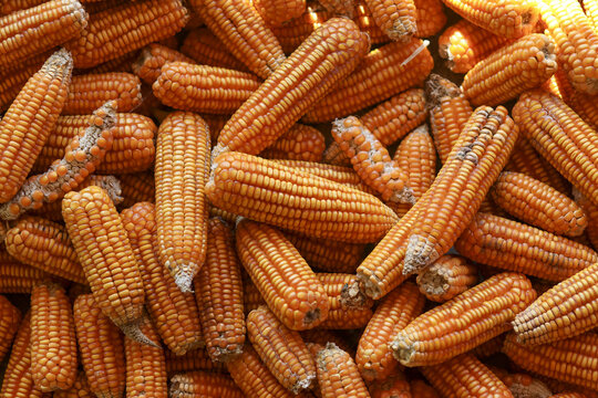 Large pile of dry yellow corn on cob. bountiful harvest of maize grain for food and agriculture, creating full frame natural background of abundant food