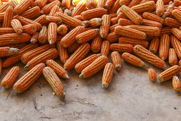 Large pile of orange dried corn on cob from farm harvest. This agricultural food background shows raw grain used for animal feed, natural source of nutrition
