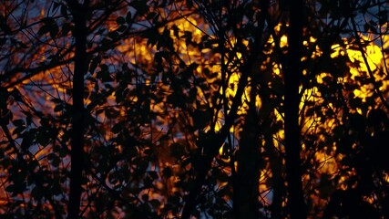 Silhouetted branches and autumn leaves glow with warm amber light as a hidden lamp illuminates a dense canopy against a deep blue dusk sky, creating a shimmering woodland scene. - Powered by Adobe