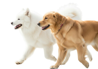 Two dogs running isolated on transparent background
