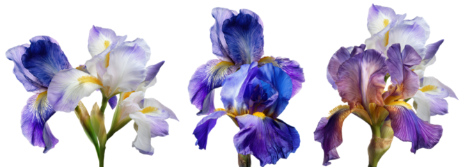 three vivid blue and white iris flowers photographed against a dramatic transparent background, showcasing intricate petals and yellow beards.