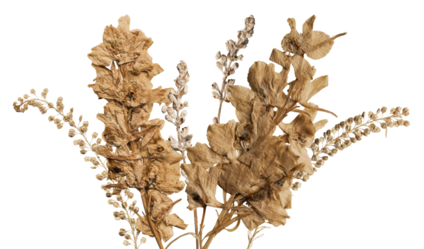 detailed photograph of dried, pressed brown delphinium or lupine flower spikes, showcasing a rustic, antique botanical look on black.