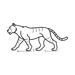 Animated tiger full gait animation cycle.