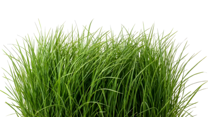 Close up of vibrant green grass blades against a white background.