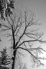 Fototapeta premium Bare winter tree branches, snow-laden, against a pale sky