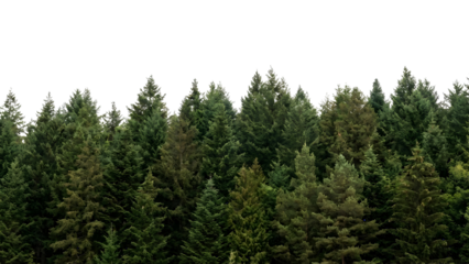 Dense evergreen forest canopy against a bright white sky.