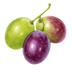 plums isolated on white background