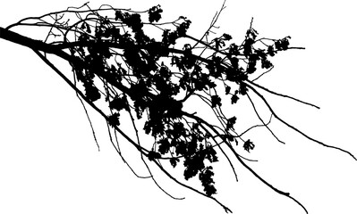 Vector illustration of natural oak tree branch with leaves