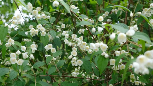 Philadelphus Snowbelle, Philadelphus, mock-orange, Philadelphus schrenkii,  pubescens, hoary mock orange. Formal garden, landscaped. Garden overlain with the delicate scent of jasmine.