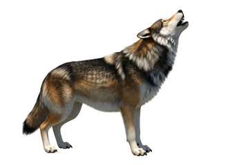 Wolf howling isolated on black background, side view, wild canine mammal. isolated on transparent background