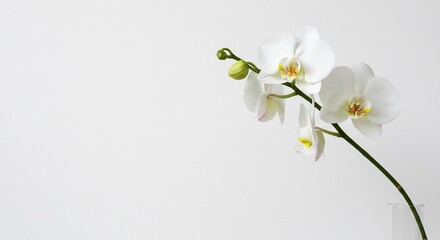 Obraz premium 白い胡蝶蘭に柔らかな自然光が優しく降り注ぎミニマルで上品な美しさが際立つクローズアップショット. AI Generated