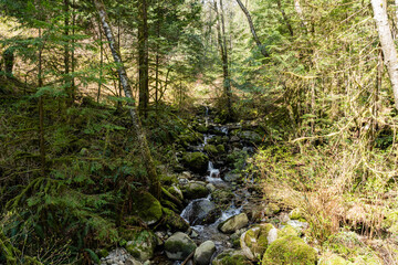 Intense green forest stream with natural lighting and gravel floor Capilano park North Vancouver, British Columbia, Canada