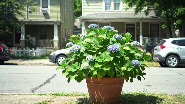 Blooming hydrangea plant in a terracotta pot on a paved street outdoors daytime