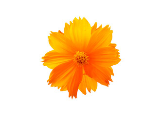 Beautiful orange flowers on a white background