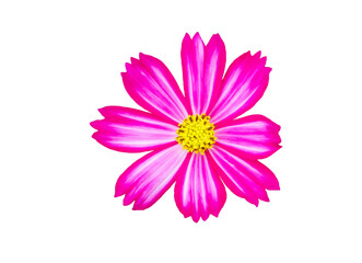 Pink flowers on a white background