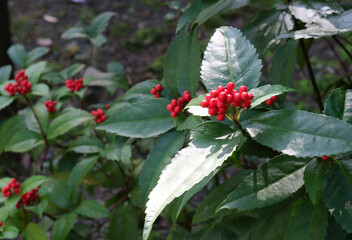 山里で赤い実をつけた千両