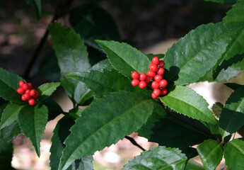 山里で赤い実をつけた千両