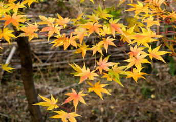 秋色に染まった紅葉
