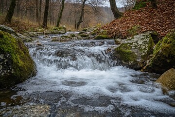 Forest stream cascading over rocks