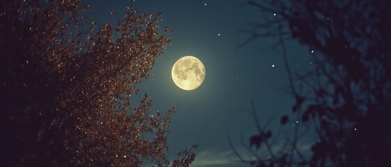 Full moon behind trees at night