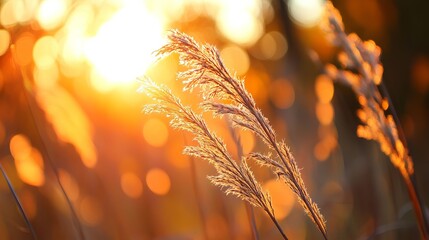 Golden grasses at sunset