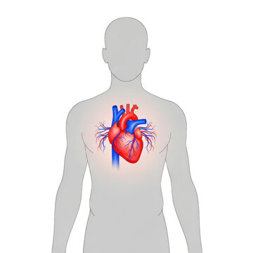 Illustration of a human body with a heart in the chest isolated on transparent background, showing the organs position and function
