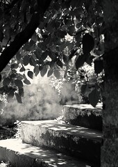 Gray stone steps shaded by leaves