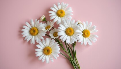 Obraz premium A bouquet of white daisies on a soft pink background.