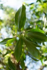 Fototapeta premium A collection of green leaf and tree canopy shots captured in a natural park environment. Soft sunlight, organic textures, and vibrant greenery create a calming background suitable for nature themes an