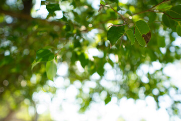 A collection of green leaf and tree canopy shots captured in a natural park environment. Soft sunlight, organic textures, and vibrant greenery create a calming background suitable for nature themes an