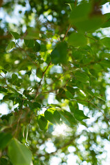 A collection of green leaf and tree canopy shots captured in a natural park environment. Soft sunlight, organic textures, and vibrant greenery create a calming background suitable for nature themes an